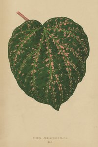Cissus Porphyrophyllus - English School